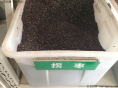 拐棗種子