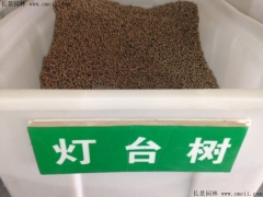 燈臺樹種子