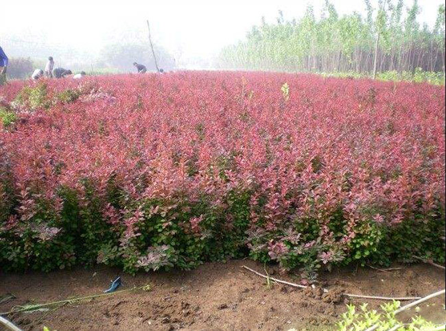 紅葉小檗